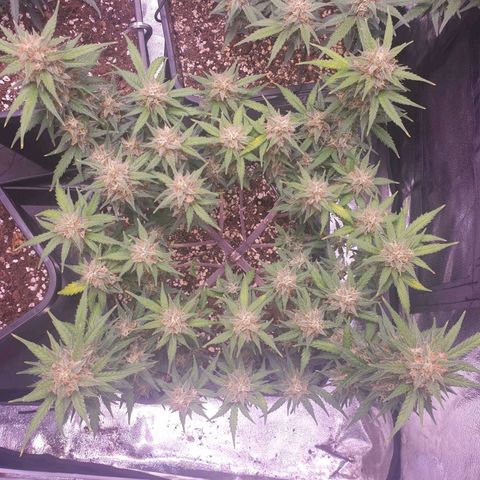 Royal Dwarf Auto growlog timeline photo
