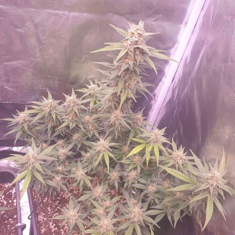 Eigener Dwarf growlog timeline photo