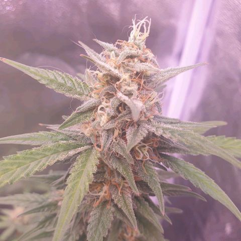 Eigener Dwarf growlog timeline photo