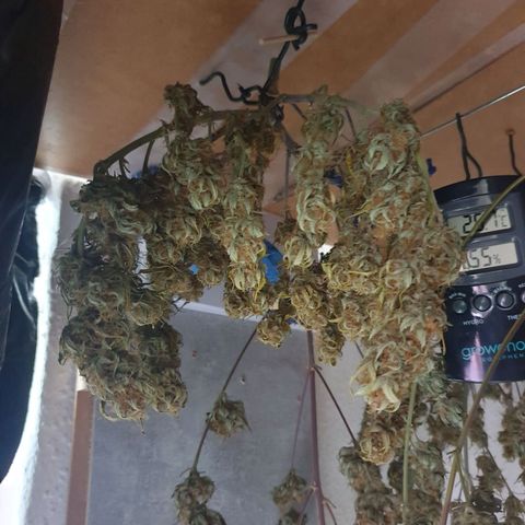 Royal Dwarf Auto growlog timeline photo