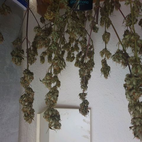 Pink Runtz Auto growlog timeline photo