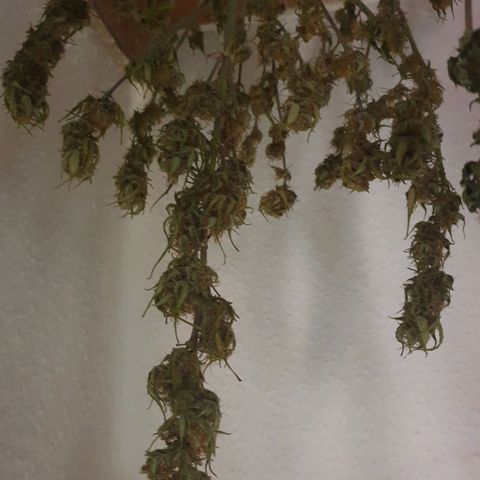Eigener Dwarf growlog timeline photo