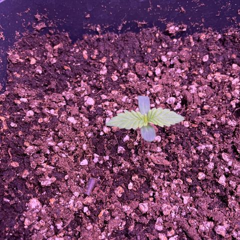 Trainwreck Auto growlog timeline photo