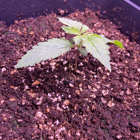 Trainwreck Auto growlog timeline photo