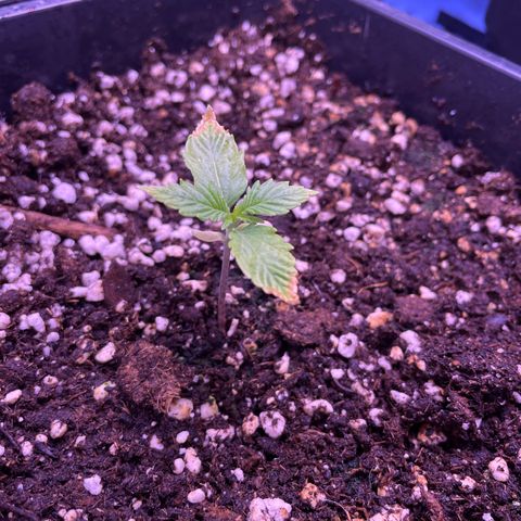 North Thunderfuck growlog timeline photo