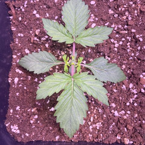 Trainwreck Auto growlog timeline photo