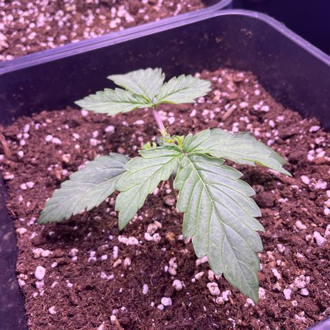 Trainwreck Auto growlog timeline photo