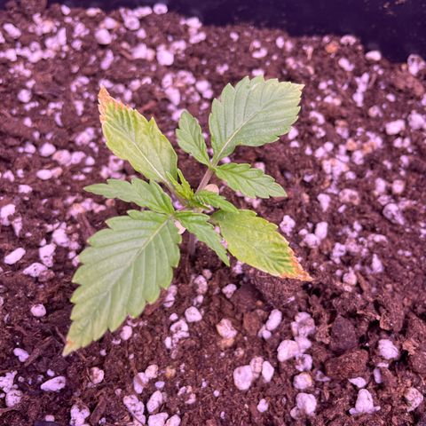 North Thunderfuck growlog timeline photo