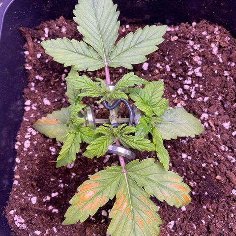 Trainwreck Auto growlog timeline photo