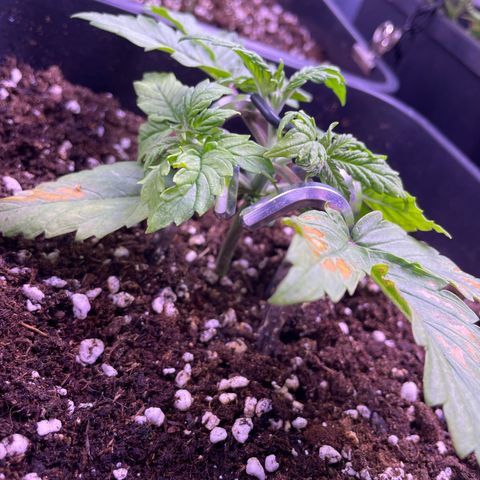 Trainwreck Auto growlog timeline photo