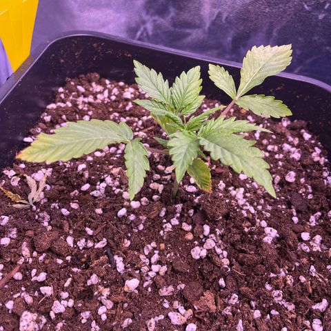 North Thunderfuck growlog timeline photo