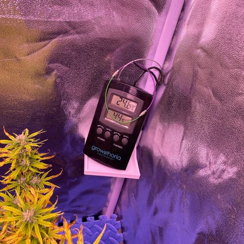 North Thunderfuck growlog photo: Licht (100w) ist auf 75% bei einem Abstand von ca. 40 cm 