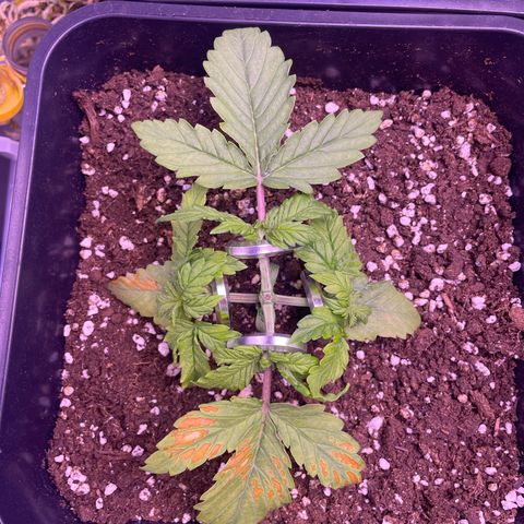 Trainwreck Auto growlog timeline photo