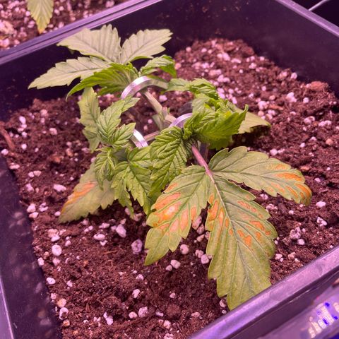 Trainwreck Auto growlog timeline photo