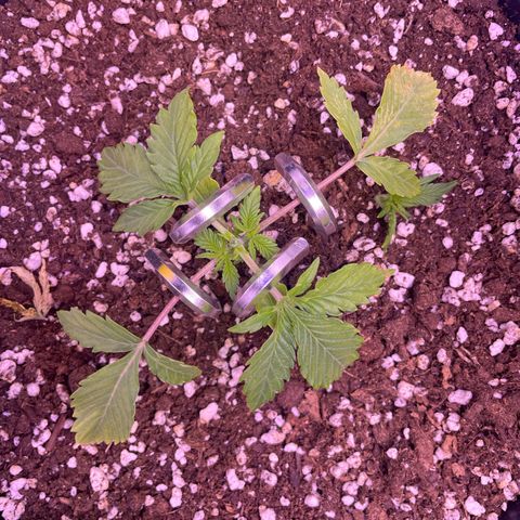 North Thunderfuck growlog timeline photo