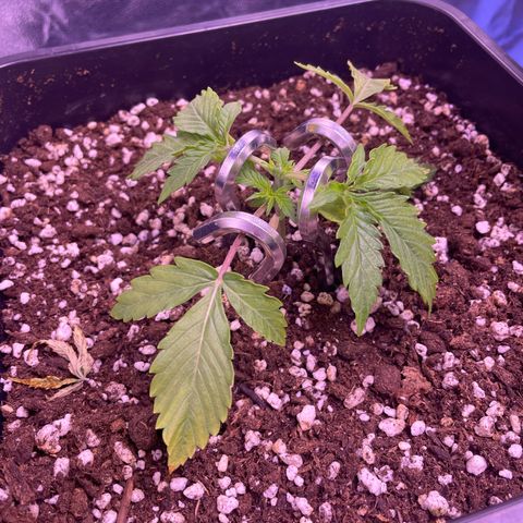 North Thunderfuck growlog timeline photo