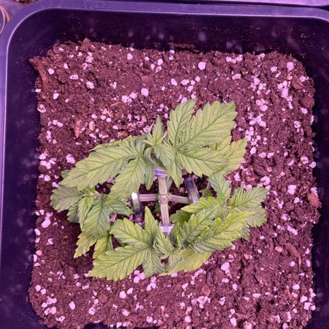 Trainwreck Auto growlog timeline photo
