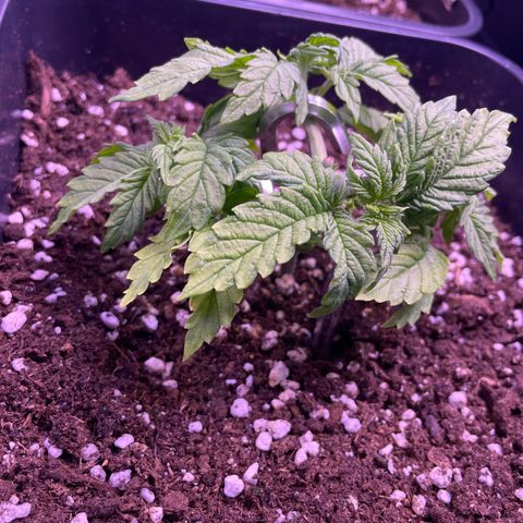 Trainwreck Auto growlog timeline photo