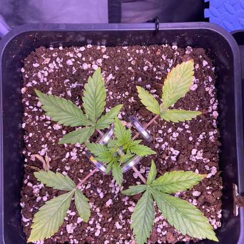 North Thunderfuck growlog timeline photo