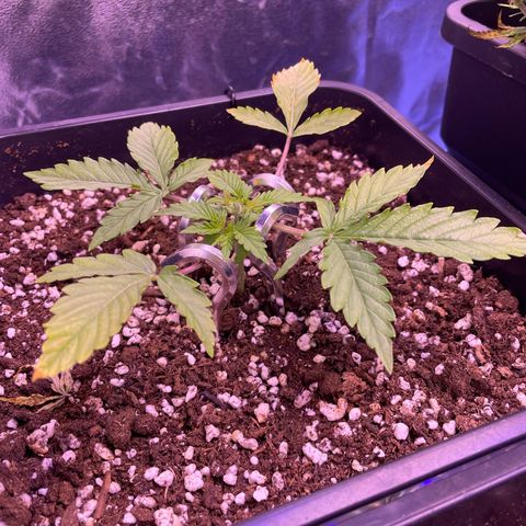 North Thunderfuck growlog timeline photo