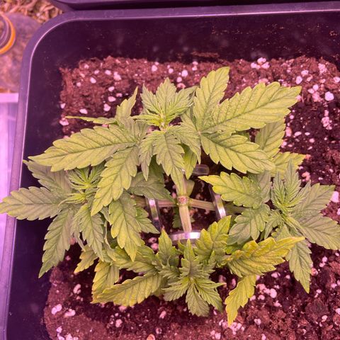 Trainwreck Auto growlog timeline photo