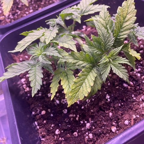 Trainwreck Auto growlog timeline photo