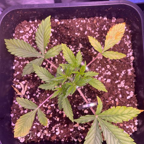 North Thunderfuck growlog timeline photo