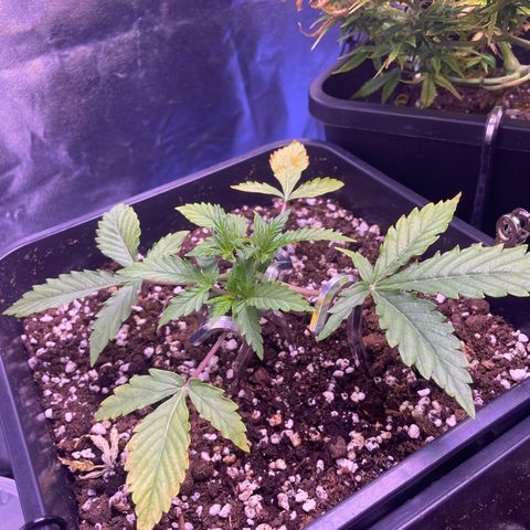 North Thunderfuck growlog timeline photo
