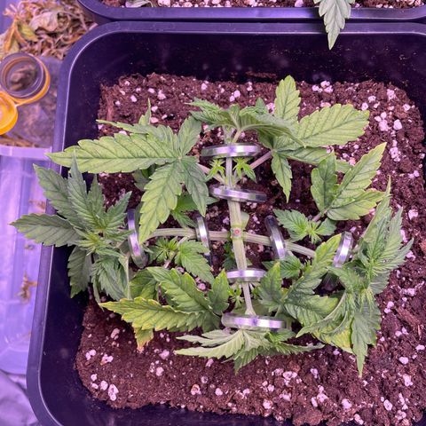 Trainwreck Auto growlog timeline photo