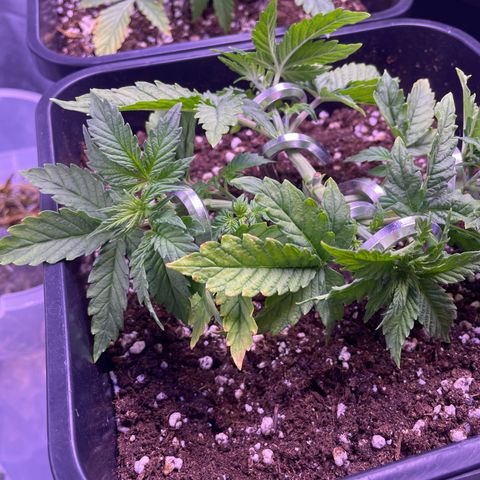 Trainwreck Auto growlog timeline photo