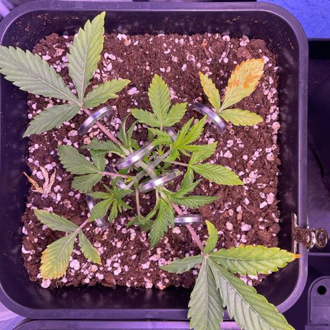 North Thunderfuck growlog timeline photo