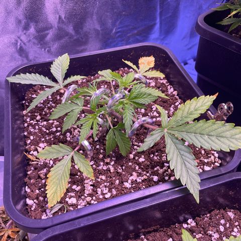 North Thunderfuck growlog timeline photo