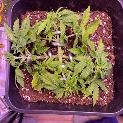 Trainwreck Auto growlog timeline photo