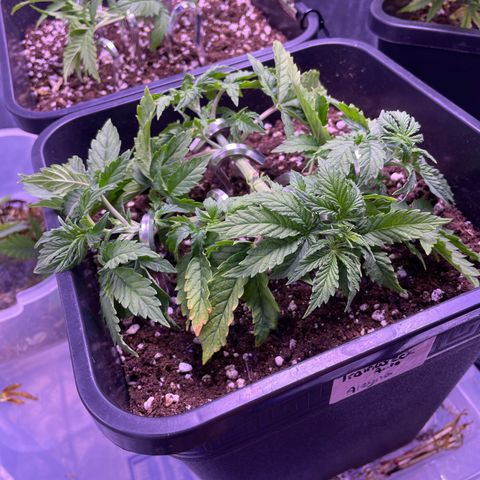 Trainwreck Auto growlog timeline photo