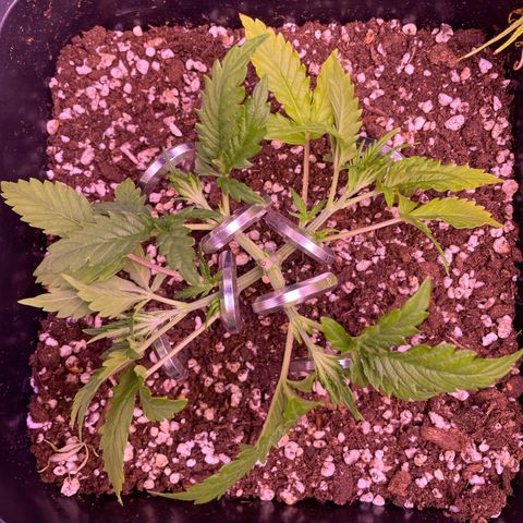 North Thunderfuck growlog timeline photo