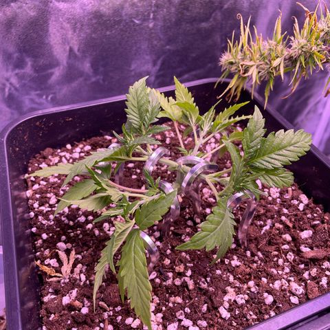 North Thunderfuck growlog timeline photo