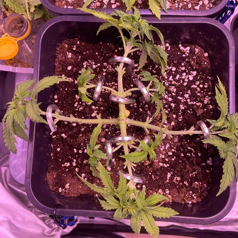 Trainwreck Auto growlog timeline photo
