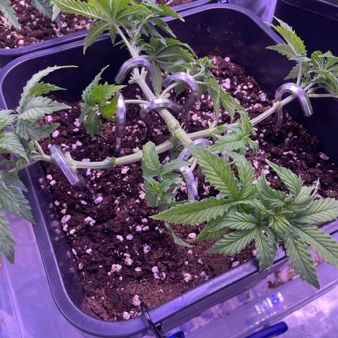 Trainwreck Auto growlog timeline photo