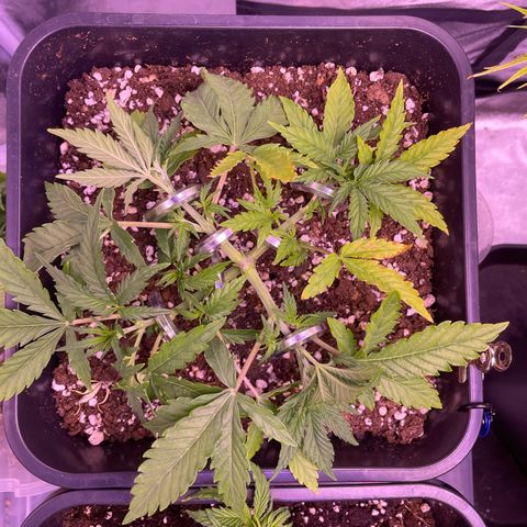 North Thunderfuck growlog timeline photo