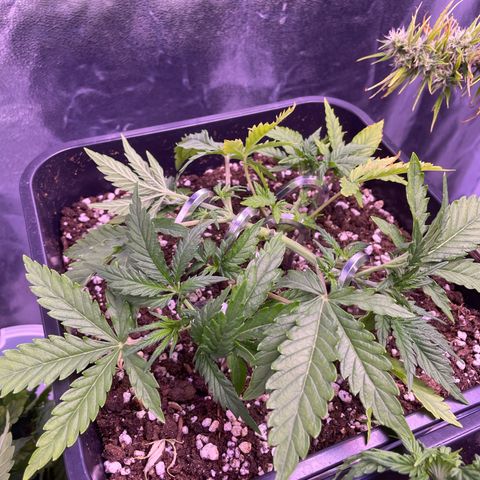 North Thunderfuck growlog timeline photo