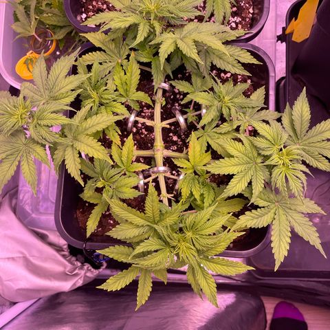 Trainwreck Auto growlog timeline photo