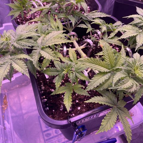 Trainwreck Auto growlog timeline photo