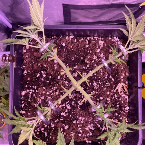 North Thunderfuck growlog photo: Mehrmals bereits praying Blätter gehabt somit ebenso viel gekappt 