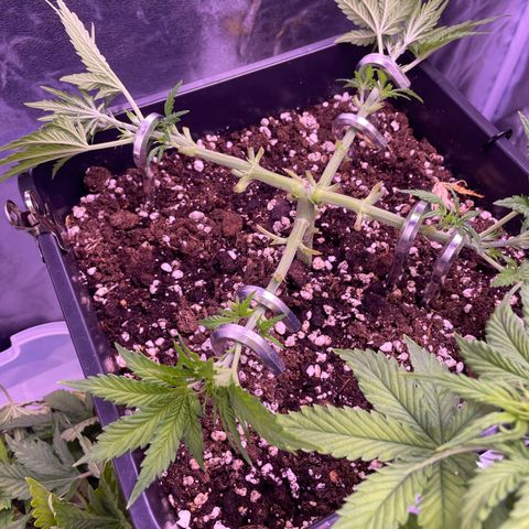 North Thunderfuck growlog photo: Mehrmals bereits praying Blätter gehabt somit ebenso viel gekappt 