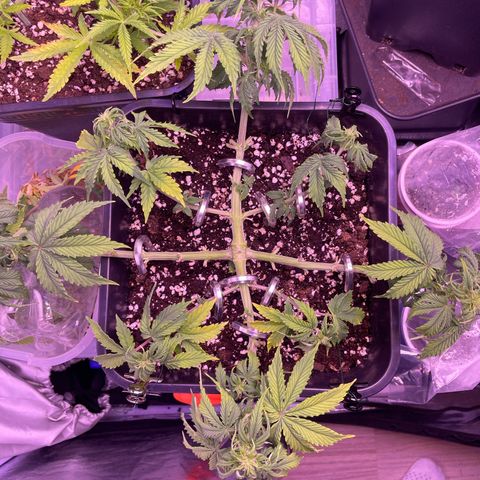 Trainwreck Auto growlog timeline photo