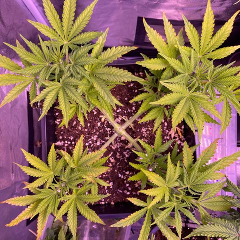 North Thunderfuck growlog timeline photo