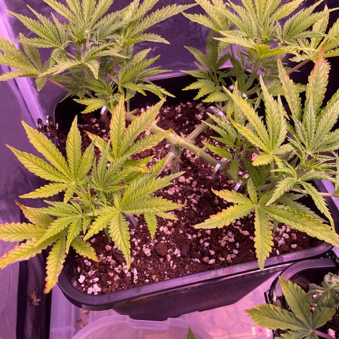 North Thunderfuck growlog timeline photo