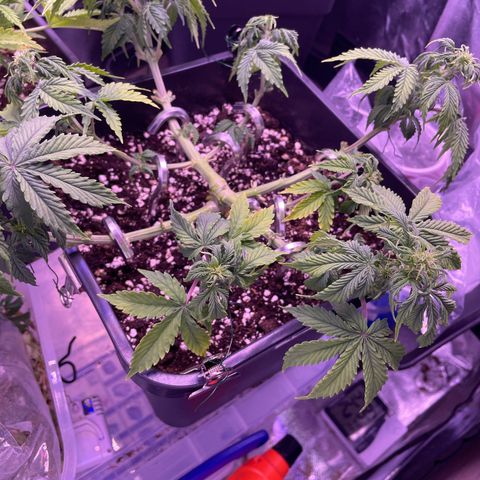 Trainwreck Auto growlog timeline photo