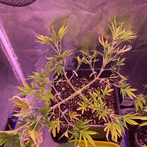 North Thunderfuck growlog timeline photo