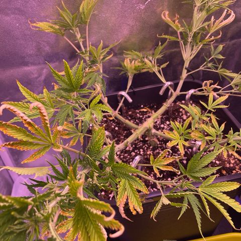 North Thunderfuck growlog timeline photo